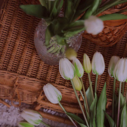 Forever Tulips White | Bouquet of 5