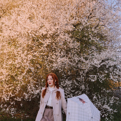 Highland Cow Folding Umbrella 