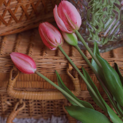 Forever Tulips Pink | Bouquet of 5